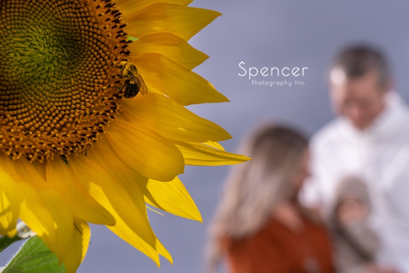 Read more about the article Family Pictures in Sunflower Fields // Cleveland Photographers